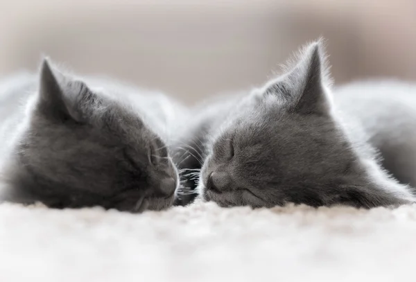 Dois britânicos Shorthair gatinho dormindo . — Fotografia de Stock