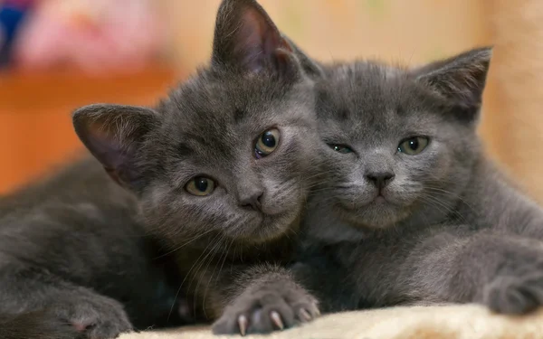 iki yavru kedi.