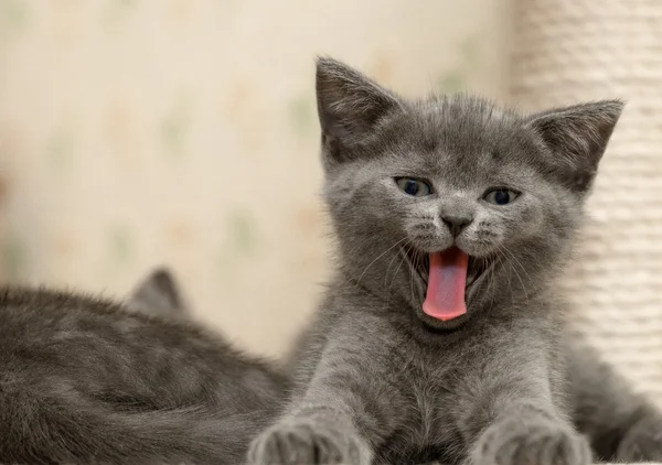 Gatinho. — Fotografia de Stock