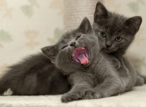 Dois gatinhos . — Fotografia de Stock