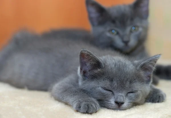 Dois gatinhos . — Fotografia de Stock