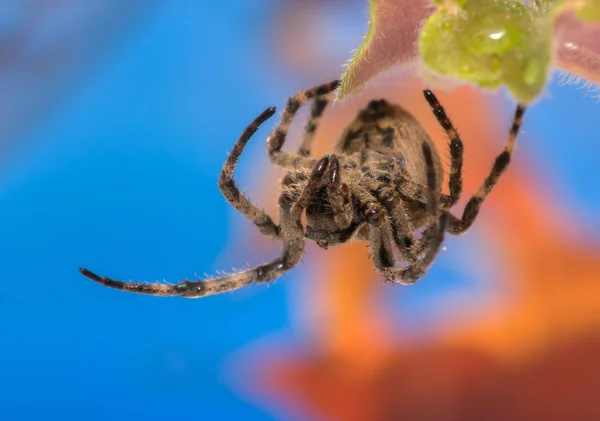 Spider on leaf. — Stock Photo, Image