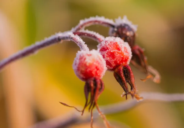 Frost pokryte czerwoną jagodą . — Zdjęcie stockowe