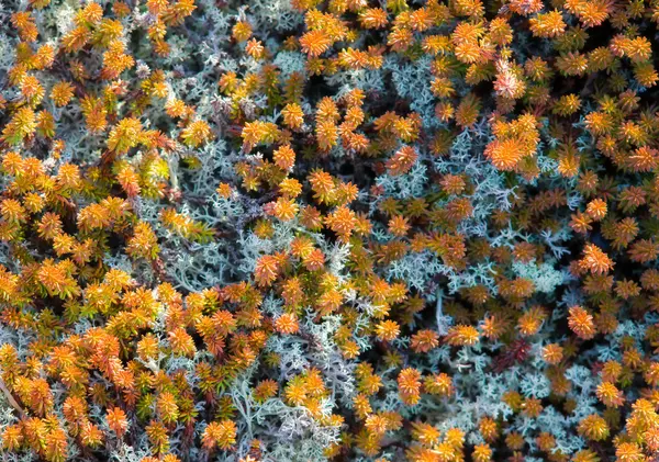 Autumn forest floor. — Stock Photo, Image