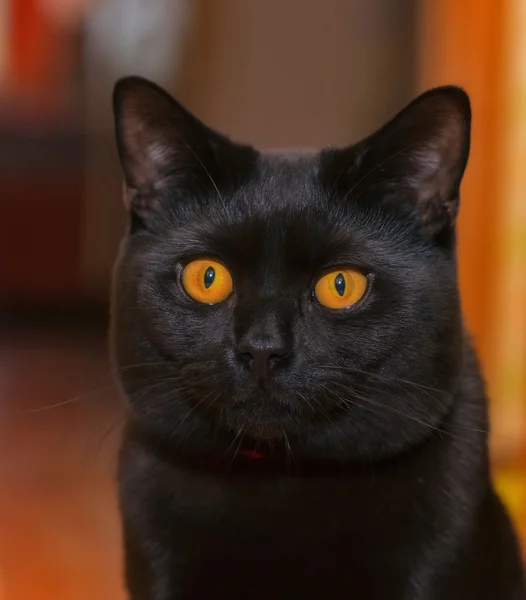 Zwarte kat. — Stockfoto