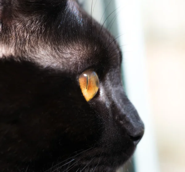 Zwarte kat. — Stockfoto