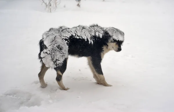 吹雪の中の犬. — ストック写真