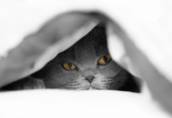 Gatto che sbircia fuori da sotto una coperta . — Foto Stock