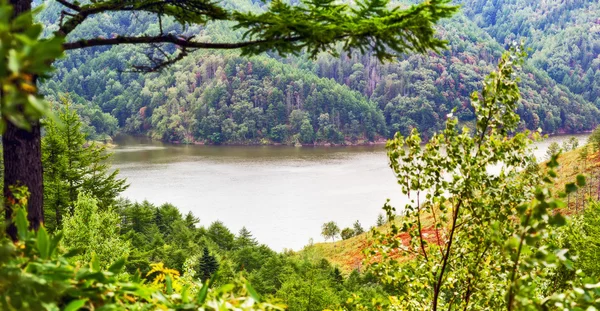 Lago da floresta . — Fotografia de Stock