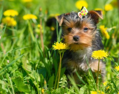 Dandelions arka plan üzerinde Yorkshire korkunç.