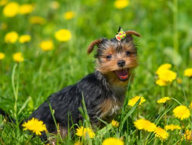 Dandelions arka plan üzerinde Yorkshire korkunç.