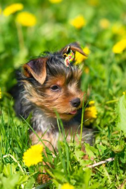 Dandelions arka plan üzerinde Yorkshire korkunç.