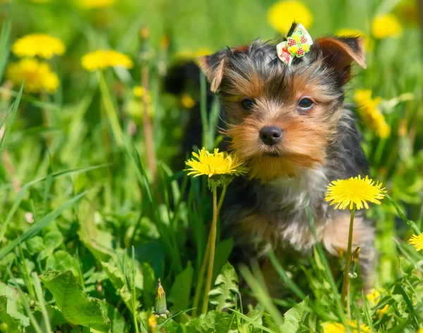 Dandelions arka plan üzerinde Yorkshire korkunç.