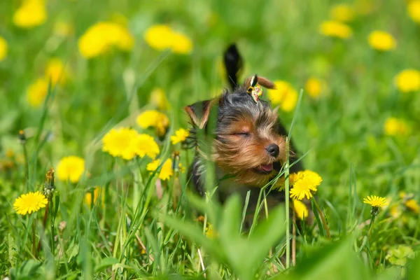 Dandelions arka plan üzerinde Yorkshire korkunç.