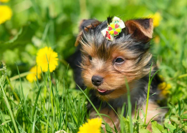 Dandelions arka plan üzerinde Yorkshire korkunç.
