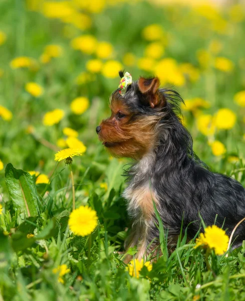 Dandelions arka plan üzerinde Yorkshire korkunç.
