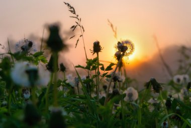 Karahindiba, gündoğumu. Sahalin.