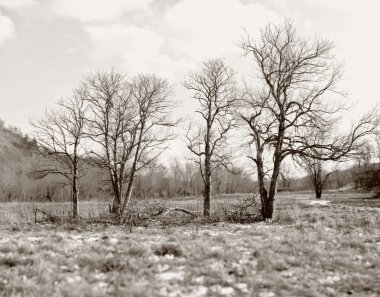 sonbahar manzarası. Sahalin.
