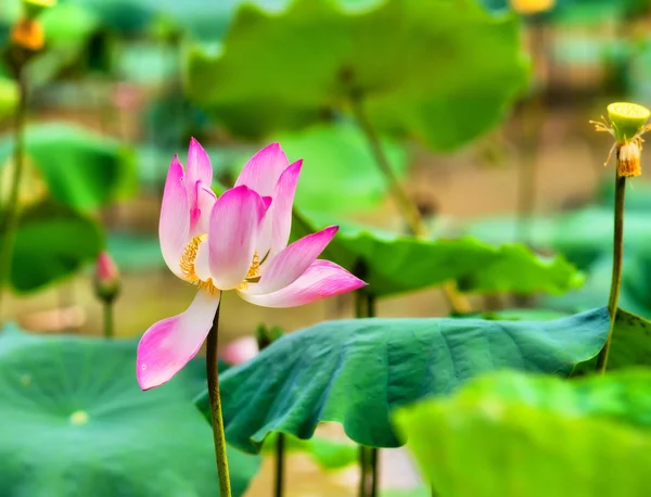 Röd lotus. Vietnam. — Stockfoto