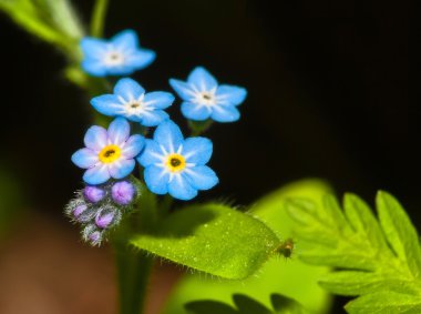 Narin çiçekler unutma-beni.