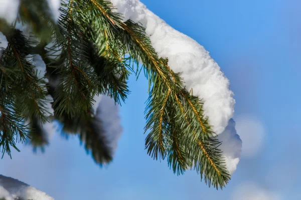 Snow on the branches of spruce. — Stock Photo, Image