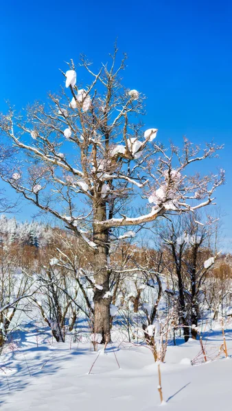 Bomen in het bos van de winter. — Stockfoto