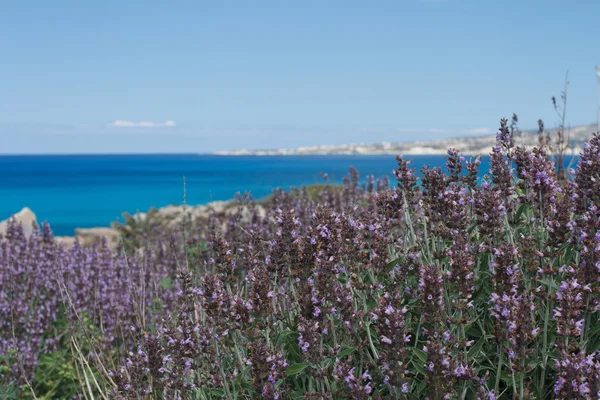 Bellissimi fiori di lavanda su uno sfondo del mare . — Foto Stock