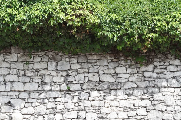 Old stone fence and a hedge of wild grape close-up — Stock Photo, Image