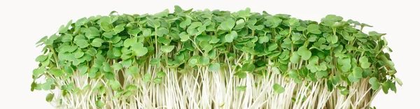 Freshly Grown Microgreen Arugula Isolated White Background Close Horizonta — Stock Photo, Image