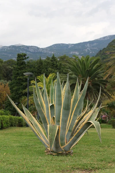 Agave in a beautiful tropical garden. vertical — Stock Photo, Image