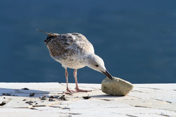 Seagull pecks shell rock close-up — Stockfoto