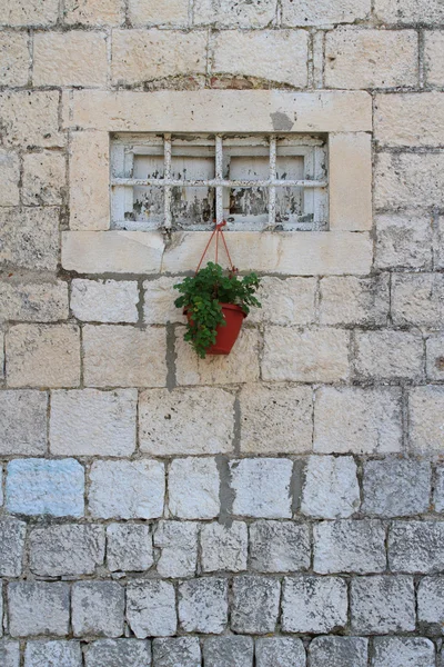 Stary, małe okno z barów na ścianie i roślina doniczkowa — Zdjęcie stockowe