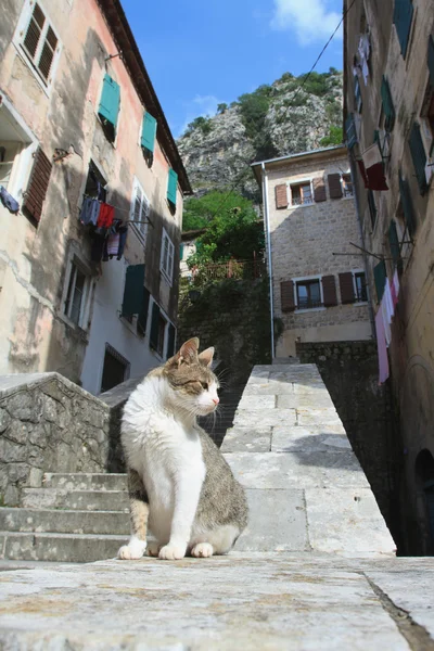 Kat in de oude stad van Kotor — Stockfoto