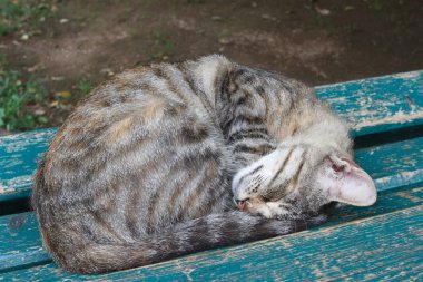 bir bankta uyuyan genç kedi