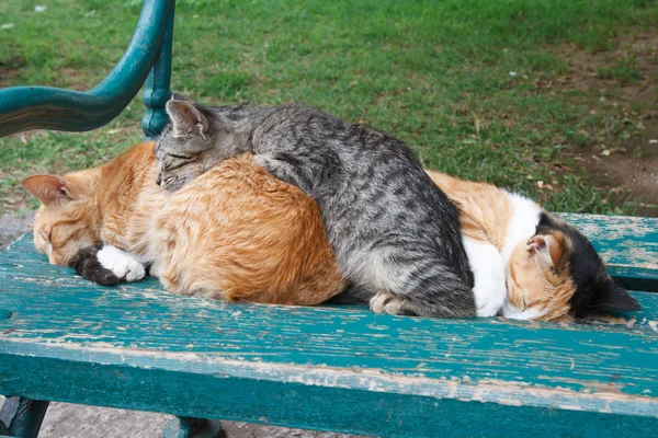 Üç kedi bankta uyuyan. Açık havada — Stok fotoğraf