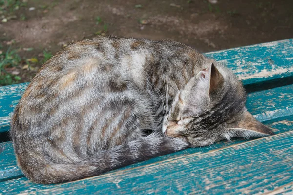 Bankta uyuyan kedi. Yatay — Stok fotoğraf