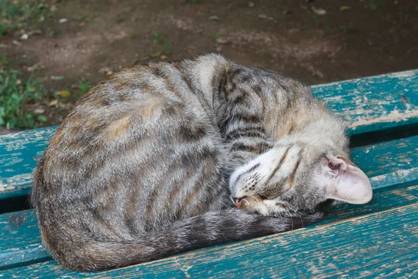 Bir bankta uyuyan genç kedi — Stok fotoğraf