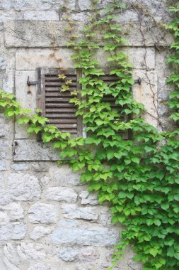 duvar ve yabani üzüm ile büyümüş panjurlar ile pencere 