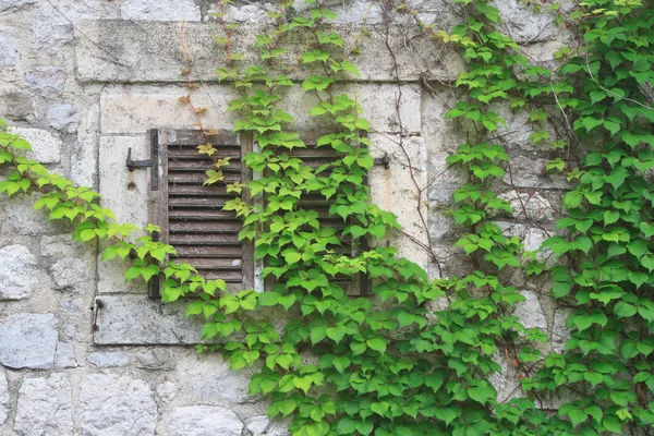 Stary mur z okna porośnięte dzikiej winorośli — Zdjęcie stockowe