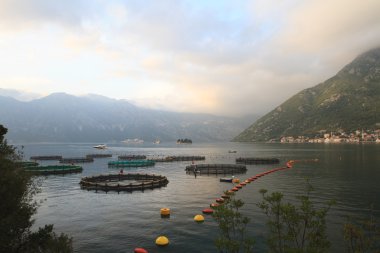 Balık ve kabuklu deniz ürünleri Kotor Körfezi içinde üreme.