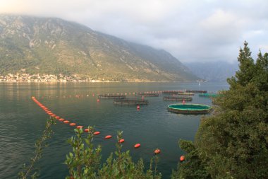 Balık yetiştiriciliği Kotor Körfezi. 