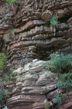 Akdeniz rock ile büyüyen bitkiler yakın çekim, dikey