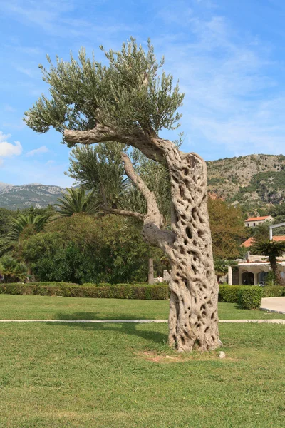 Olive tree in the park. Montenegro — Stock Photo, Image