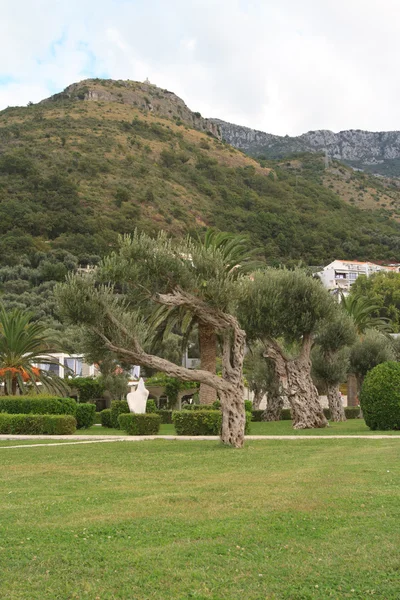 Old olive trees in the park, Montenegro — Stock Photo, Image