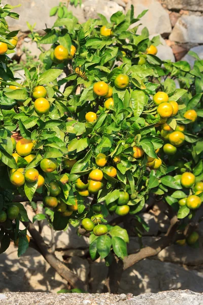 Hermoso árbol de mandarina con frutas maduras en el jardín — Foto de Stock
