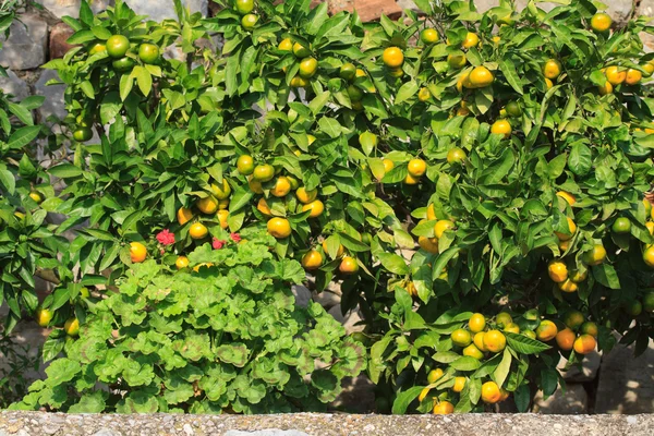 Árboles bajos de mandarina con frutos maduros . — Foto de Stock