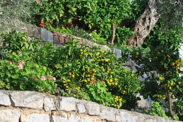 Garden with dwarf tangerine trees on the terrace — Stock Photo, Image