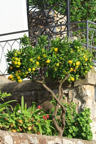 Tangerina com frutos maduros perto do terraço da casa — Fotografia de Stock