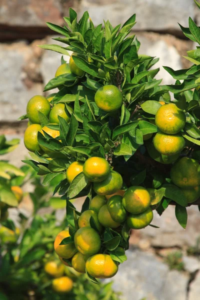 Tangerines on a branch close-up vertical — Stock Photo, Image