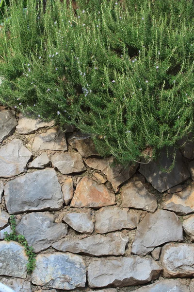 Kamenná zeď s popínavé rostliny — Stock fotografie